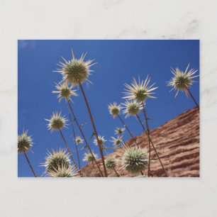 Cartão Postal Cartão-postal com o Thistle Sun