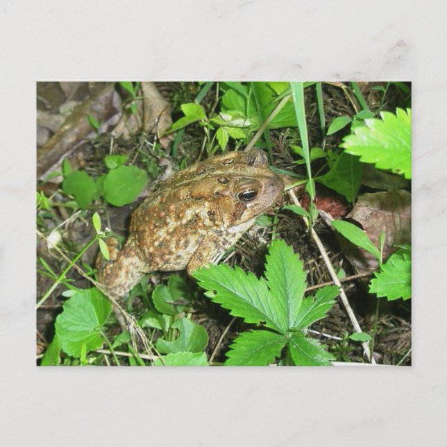 Cartão Postal Cartão-postal com Pai grande (Frente)