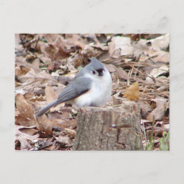 Cartão Postal Cartão-postal com pássaro de Titmouse tufado