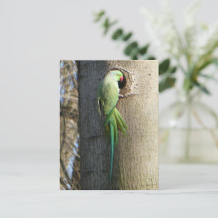 Cartão Postal Cartão-postal com rosa em árvore DIY