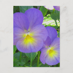 Cartão Postal Cartão-postal com rosto bonito
