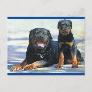 Cartão Postal Cartão-postal com Vazio Rottweiler