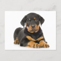 Cartão-postal com Vazio Rottweiler