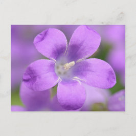 Cartão Postal Cartão-postal Companula