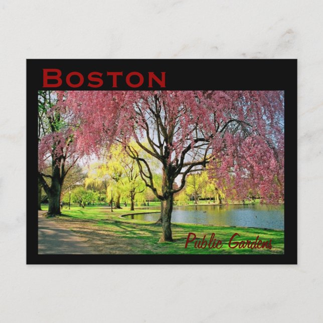 Cartão Postal Cartão-postal comum de Boston - personalizado (Frente)