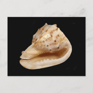 Cartão Postal Cartão-postal Conch Shell