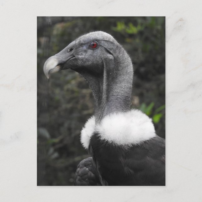 Cartão Postal Cartão-postal Condor (Frente)