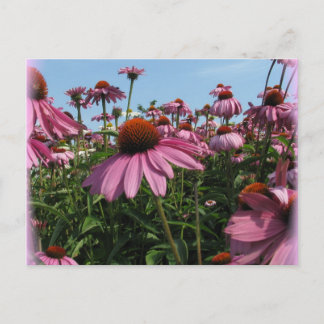 Cartão Postal Cartão-postal Cone Flowers