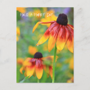 Cartão Postal Cartão-postal Coneflower