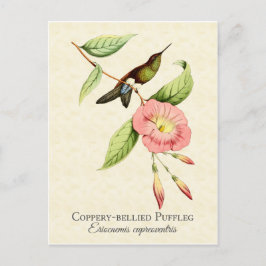 Cartão Postal Cartão-postal Coppery Belied Puffleg Hummingbird
