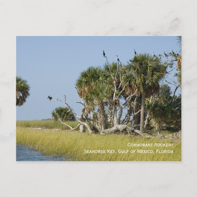 Cartão Postal Cartão-postal Cormorant Rookery (Frente)