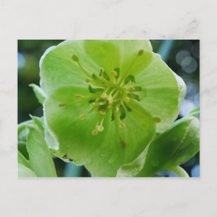 Cartão Postal Cartão-postal corso Hellebore Flower