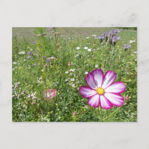 Cartão Postal Cartão-postal Cosmea Flower in Wilers Field DIY