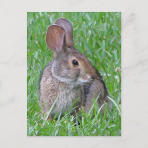 Cartão Postal Cartão-postal Cottontail curioso