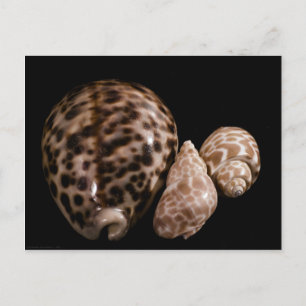 Cartão Postal Cartão-postal Cowrie Cones