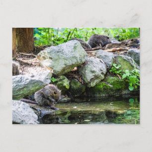 Cartão Postal Cartão-postal Coypus