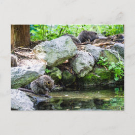 Cartão Postal Cartão-postal Coypus