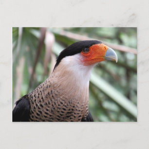Cartão Postal Cartão-postal Crested Caracara
