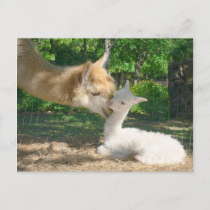 Cartão Postal Cartão-postal Cria