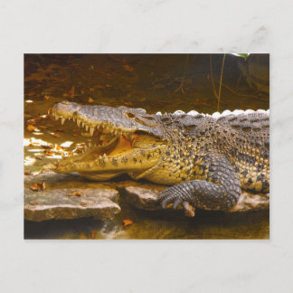 Cartão Postal Cartão-postal Crocodilo