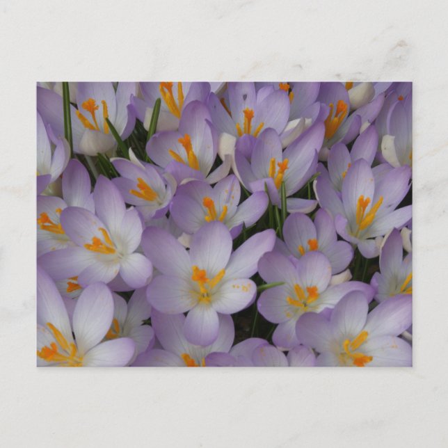 Cartão Postal Cartão-postal Crocus Flowers (Frente)