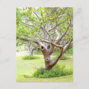 Cartão Postal Cartão-postal Curvy Florida Trees