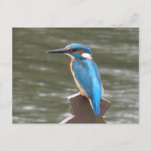 Cartão Postal Cartão-postal Cute Kingfisher DIY