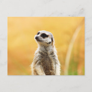 Cartão Postal Cartão-postal Cute Meerkat
