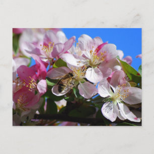 Cartão Postal Cartão-postal da Apple Blossom e Honey Bee
