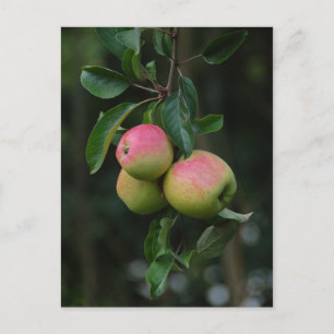 Cartão Postal Cartão-postal da Apple Laranja Cox
