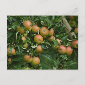 Cartão Postal Cartão-postal da Apple Laranja Cox