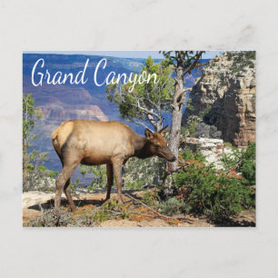 Cartão Postal Cartão-postal da Arizona do Parque Nacional Grand 