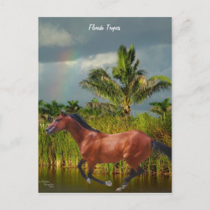 Cartão Postal Cartão-postal da Árvore Palm do Cavalo da Flórida