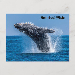 Cartão Postal Cartão-postal da Baleia Humpback