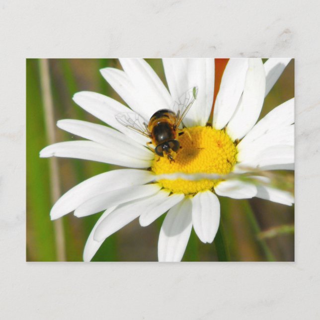 Cartão Postal Cartão-postal da Bee & Daisy (Frente)