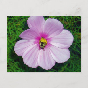 Cartão Postal Cartão-postal da Bee Ocupada