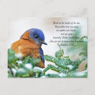 Cartão Postal Cartão-postal da Bluebird Oriental Matthew 6:26