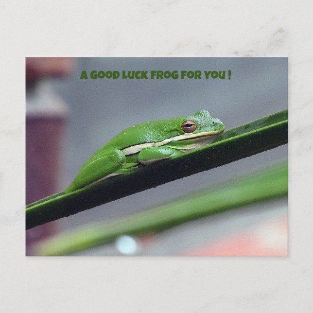 Cartão Postal Cartão-postal da Boa Sorte do Green Treefrog (Frente)