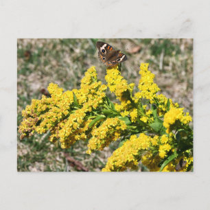 Cartão Postal Cartão-postal da Borboleta Buckeye