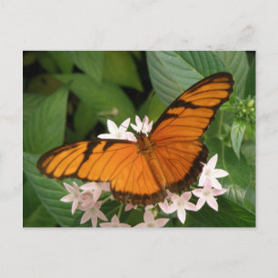 Cartão Postal Cartão-postal da Borboleta da Julia Laranja
