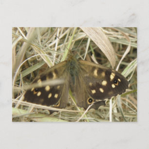 Cartão Postal Cartão-postal da borboleta de madeira com manchas