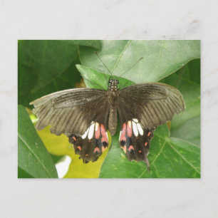 Cartão Postal Cartão-postal da borboleta do Swallowtail de Escar