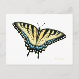 Cartão Postal Cartão-postal da borboleta do Swallowtail do Tigr