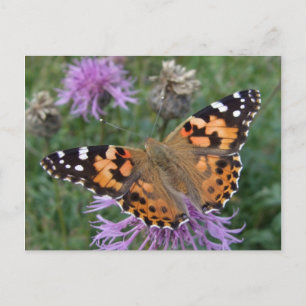 Cartão Postal Cartão-postal da Borboleta Laranja