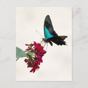 Cartão Postal Cartão-postal da borboleta Swallowtail Blue Mount