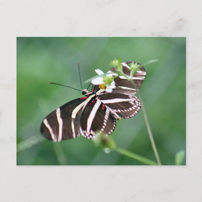 Cartão Postal Cartão-postal da Borboleta Zebra Longwing (Frente)