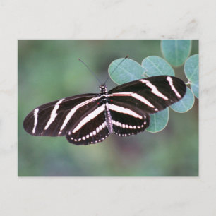 Cartão Postal Cartão-postal da Borboleta Zebra Longwing