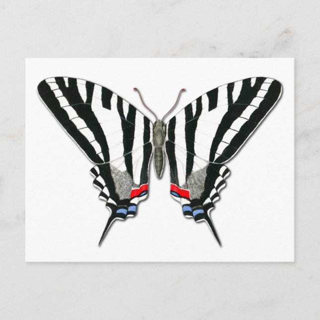 Cartão Postal Cartão-postal da Borboleta Zebra Swallowtail (Frente)