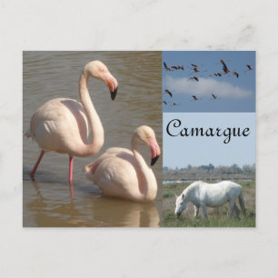 Cartão Postal Cartão-postal da Camargue