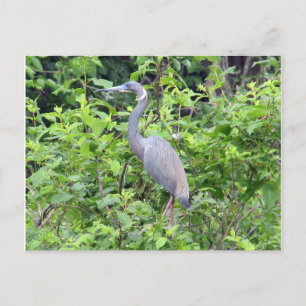 Cartão Postal Cartão-postal da Carolina do Sul Little Blue Heron